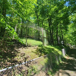 WVSWC - Red-tailed hawk, golden eagle