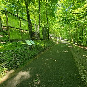 WVSWC - Red-tailed hawk, golden eagle