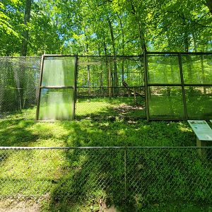 WVSWC - Red-tailed hawk, golden eagle