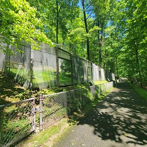 WVSWC - Eastern screech owl