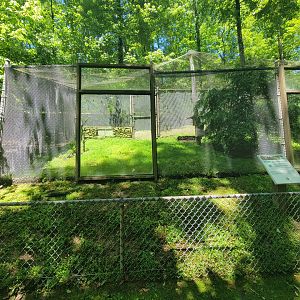 WVSWC - Eastern screech owl