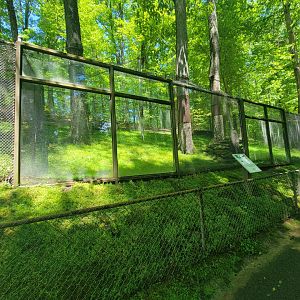 WVSWC - Turkey vulture