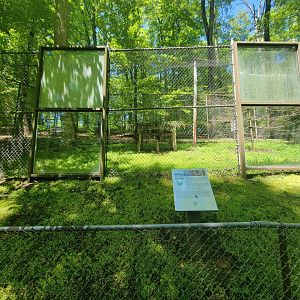 WVSWC - Great horned owl