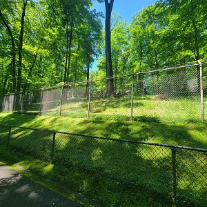 WVSWC - North American black bear