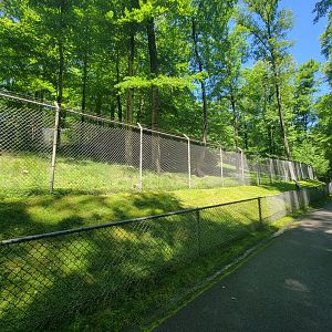 WVSWC - North American black bear