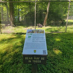 WVSWC - North American black bear