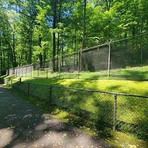 WVSWC - North American black bear