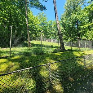 WVSWC - North American black bear