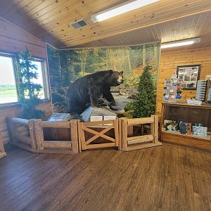 WVSWC - Stuffed black bear in gift shop