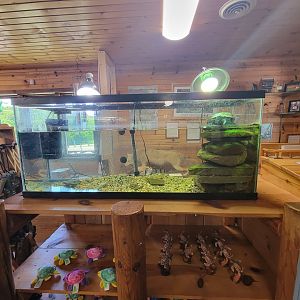 WVSWC - Red-ear slider in gift shop