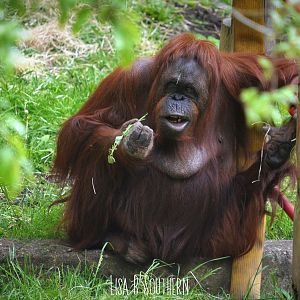 Orangutan