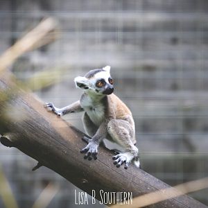 Ring Tailed Lemur Young