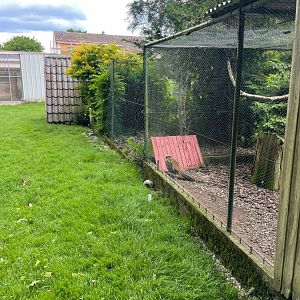 Reeves Pheasant Aviary