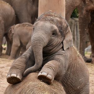 Asian elephant (Elephas maximus)