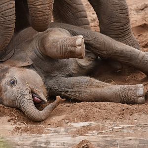 Asian elephant (Elephas maximus)