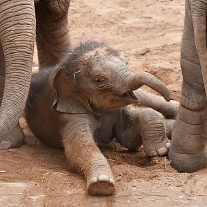 Asian elephant (Elephas maximus)