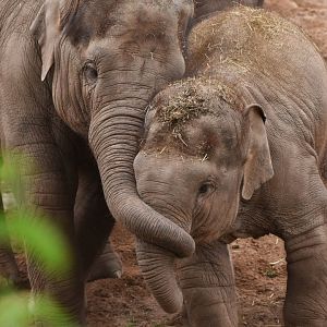Asian elephant (Elephas maximus)