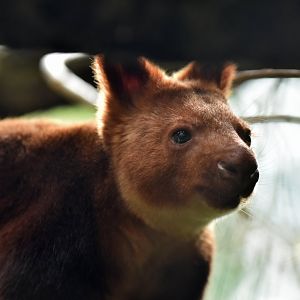 Goodfellow's tree-kangaroo (Dendrolagus goodfellowi)