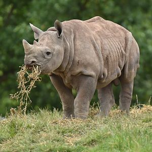 Eastern black rhinoceros(Diceros bicornis michaeli)