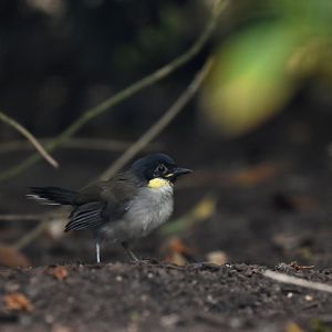Blue-crowned Laughingthrush Pterorhinus courtoisi