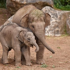 Asian elephant (Elephas maximus)