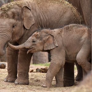 Asian elephant (Elephas maximus)