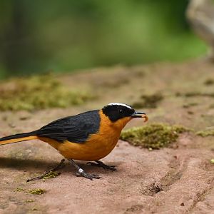 Snowy-crowned Robin-Chat Cossypha niveicapilla