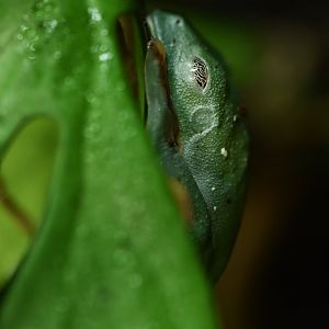 Cruziohyla calcarifer