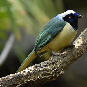 Inca Jay Cyanocorax yncas