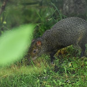 Azara's agouti (Dasyprocta azarae)