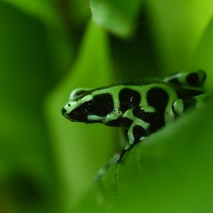 Green-and-black poison dart frog (Dendrobates auratus)