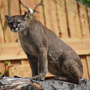 Puma (Puma concolor)