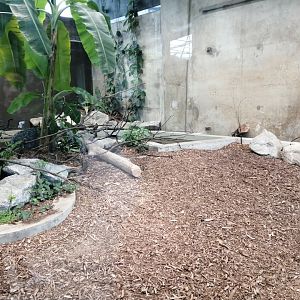 Malayan tapir indoor exhibit