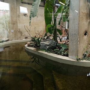 Malayan tapir indoor pool