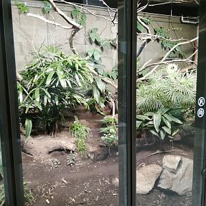 Northern treeshrew exhibit