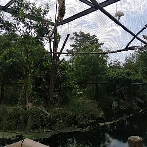 Asian aviary
