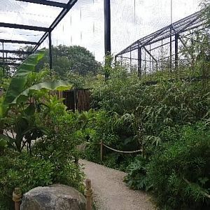 Asian aviary
