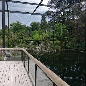 Asian aviary - tapir pond