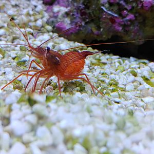 Peppermint shrimp?