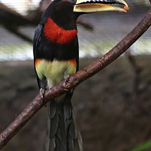 Brown-mandibled aracari (Pteroglossus mariae)
