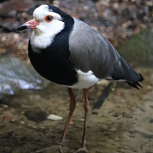 Long-toed lapwing (Vanellus crassirostris)
