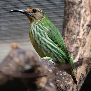 Purple honeycreeper (Cyanerpes caeruleus)