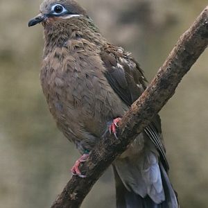 White-eared brown dove (Phapitreron leucotis)