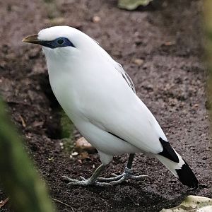 Bali myna (Leucopsar rothschildi)