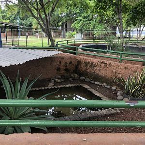 Freshwater turtle exhibit (Parque Marino del Pacifico)