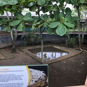 American crocodile exhibit (Parque Marino del Pacifico)