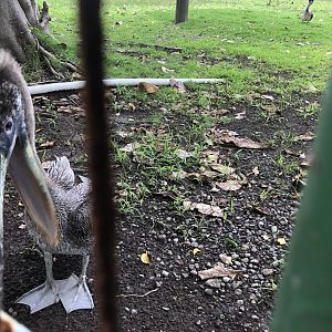 Injured/non-releasable brown pelican (Parque Marino del Pacifico)