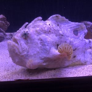 Ocellated frogfish (Parque Marino del Pacifico)
