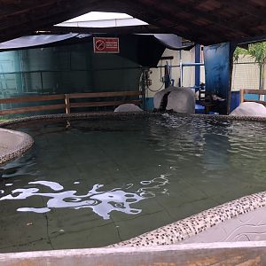 Nurse shark tank (Parque Marino del Pacifico)