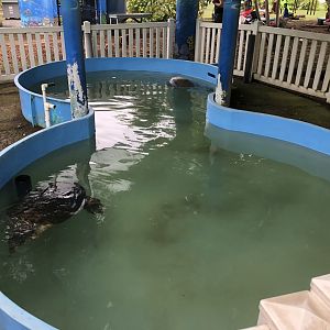 Sea turtle tank (Parque Marino del Pacifico)